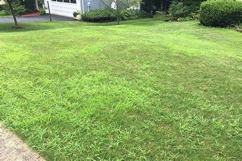 How To Stop Crabgrass From Taking Over Your Lawn