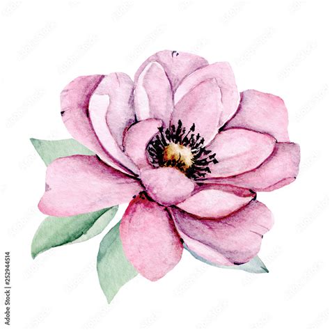 Summer Flower Watercolor Pink Peony Floral Clip Art Perfectly