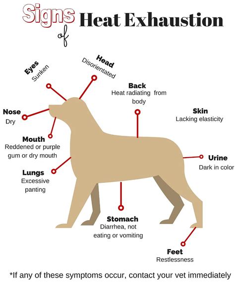 Summer Safety Preventing Heat Exhaustion And Heat Stroke In Dogs Pet