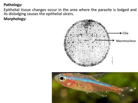 Life cycle of Protozoan parasite | PPT