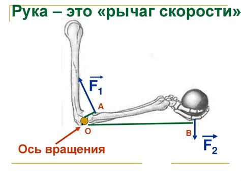 Рычаги в быту, технике и природе - online presentation