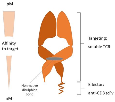 Current Oncology Free Full Text From Molecular Biology To Novel