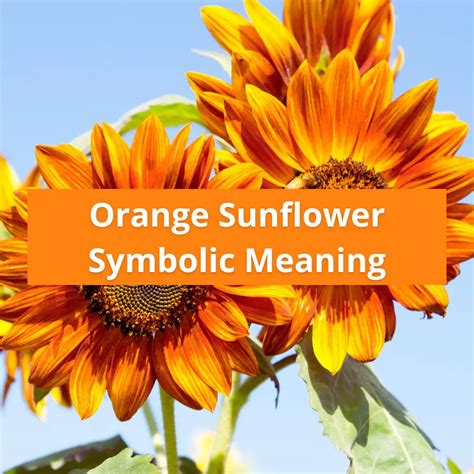 Orange Sunflower Symbolic Meaning