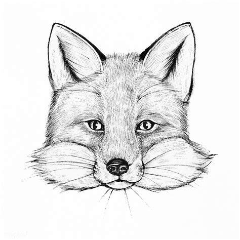 How To Draw A Realistic Fox Face