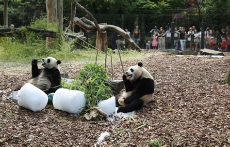 C L Bration Du E Anniversaire Des Jumeaux Pandas G Ants Au Parc Pairi