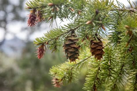 What Kind Of Trees Have Pine Cones: Exploring Growth, Uses & Ecology