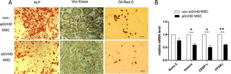 AGVHD MSCs Showed Impaired Osteogenic And Adipogenic Differentiation A