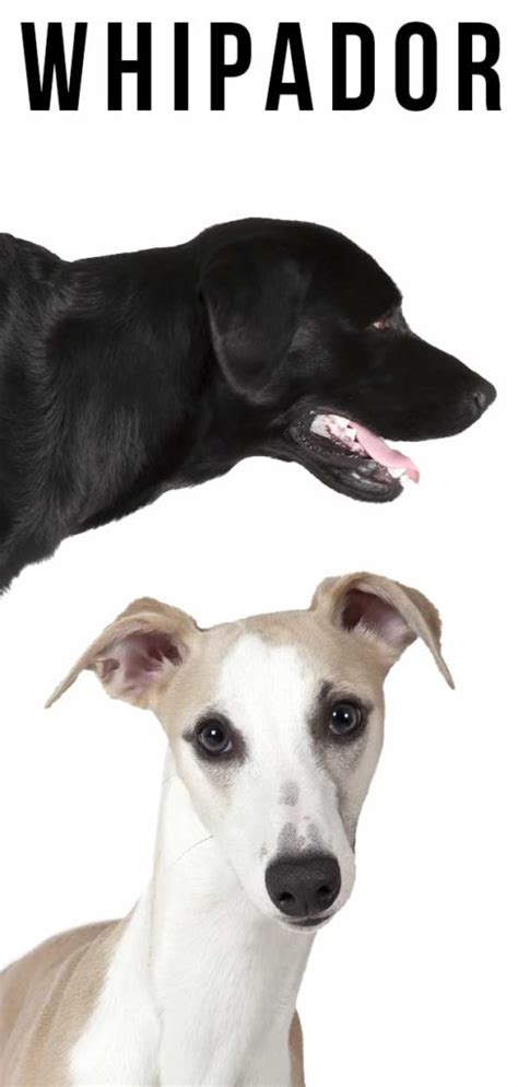 Whippet Lab Mix - A Complete Guide To Choosing Your New Puppy