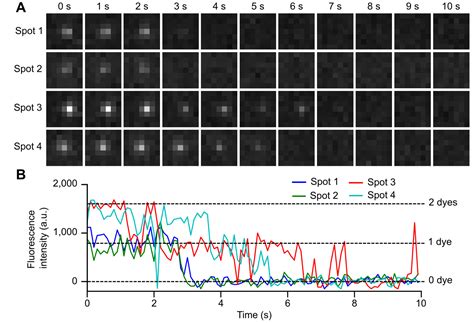 Proteome Wide Quantification Of Labeling Homogeneity At The Single