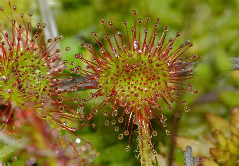 Drosera rotundifolia: Guía experta de cuidados y consejos para ...