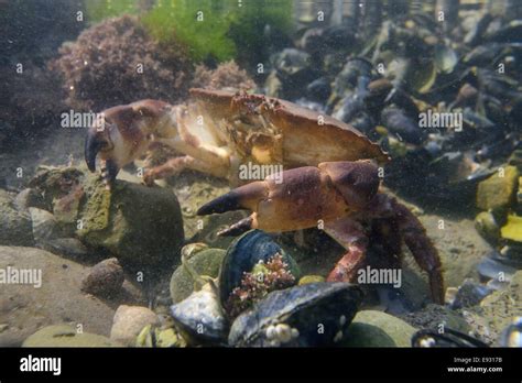 Crab In Rockpool Hi Res Stock Photography And Images Alamy