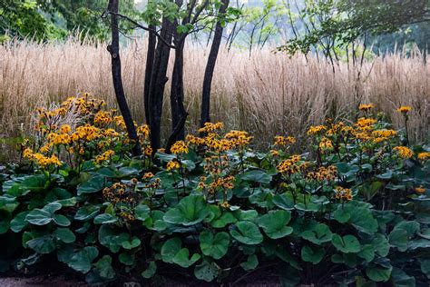 Garden Checked Naturesrestphotography