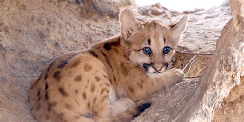 Nacen Pumas En Centro Ecológico De Sonora Noticias Dpoder