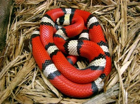 Milk Snake | Milk snake, Pet snake, Cute snake