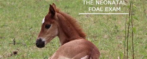 Foal Archives Murray Veterinary Services