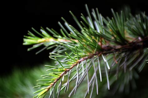 Images Gratuites Arbre Branche Aiguille Feuille Fleur Pin