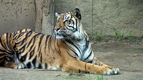 Panthera Tigris Sondaica