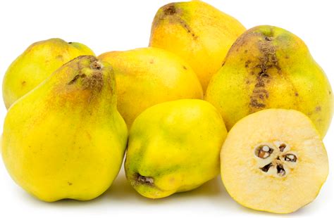 Interesting Facts About Quinces Just Fun Facts 