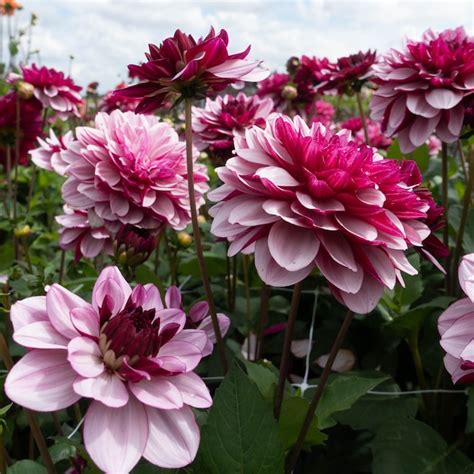 Brecks Purple Flowering Crème De Cassis Dormant Dahlia Bulbs 3 Pack In