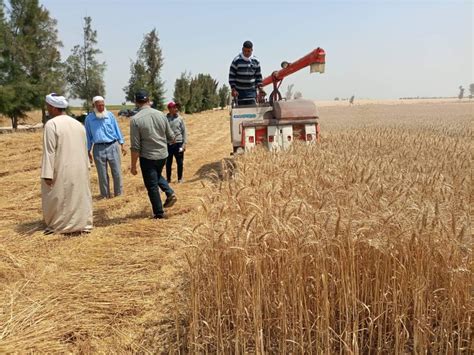 افتتاح موسم حصاد القمح بالقنطرة شرق بالإسماعيلية الفلاح اليوم