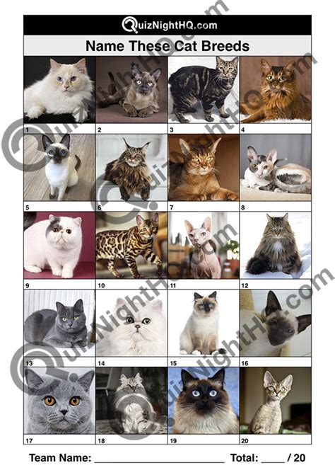 Animals 005 – Cat Breeds – QuizNightHQ