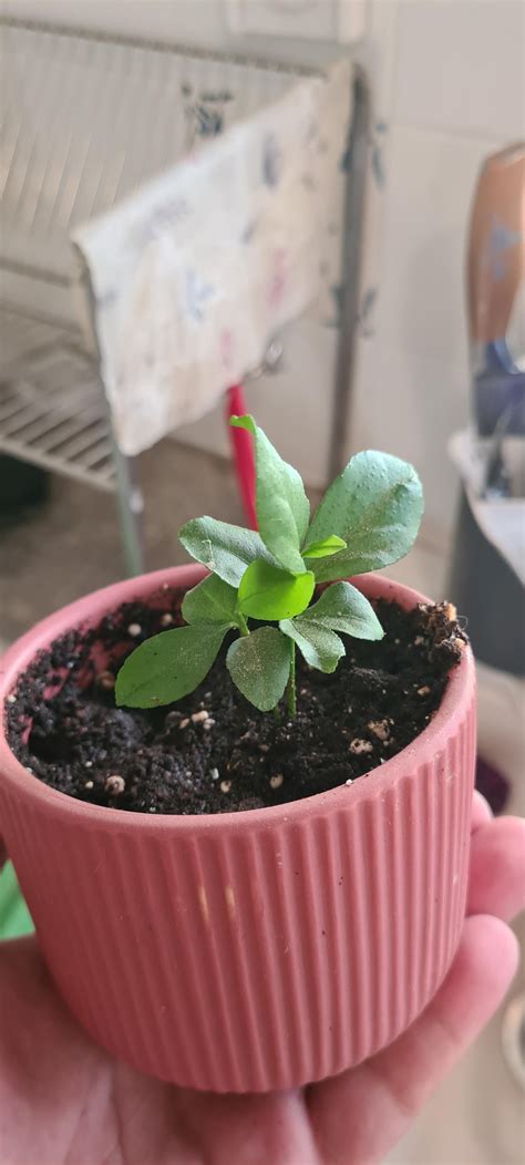 lemon tree seedlings 7