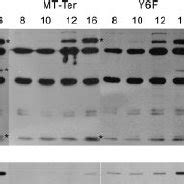 Immediate Early Gene Expression Pattern Of Mutants Prior To Mt And St