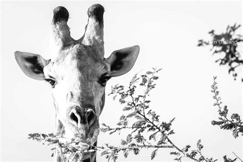 Know Before You Go : 4 Facts About a Giraffe's Eating Habits | Sun ...