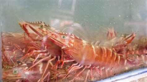 How To Raise Shrimp In Aquaponics