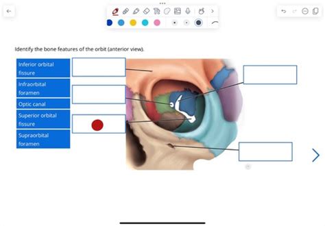 Aandp I Practical 4 Bone Features Of Orbit Anterior View Flashcards Quizlet