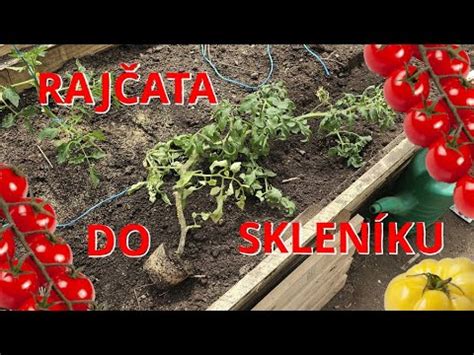 RAJČATA sázení do skleníku YouTube