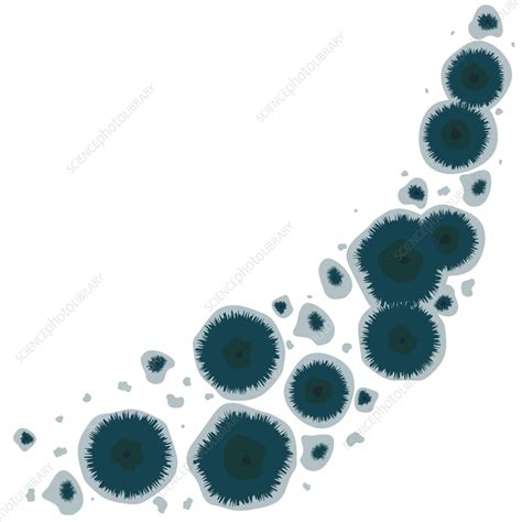 Mold Conceptual Illustration Stock Image F Science Photo