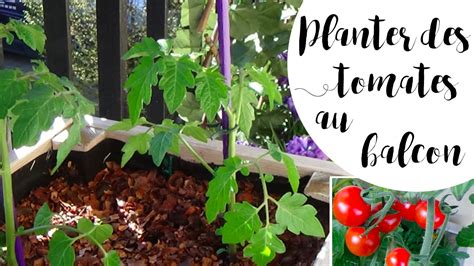 Comment Planter Tomate En Pot