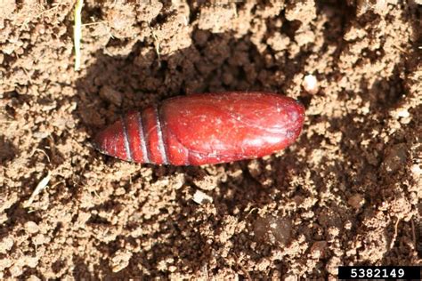 Miller Moth (Army Cutworm) Identification, Life Cycle, Facts & Pictures