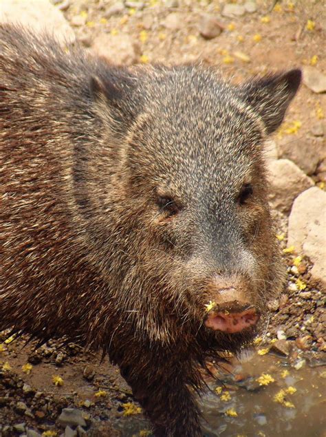 20050514 3976 Sonora Desert Museum Javelina Javelina Sonora Desert