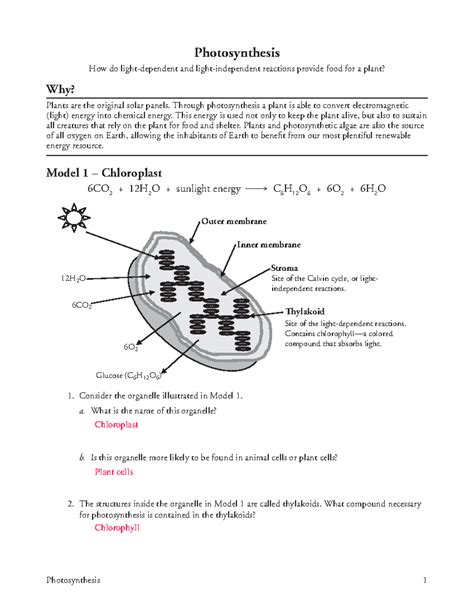 AP Biology Photosynthesis Worksheet with Answer Key - Studocu