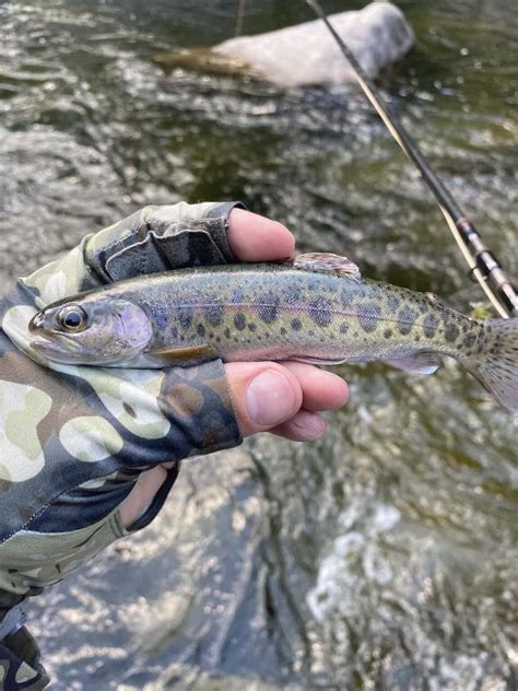 Fly Fishing for Rainbow Trout - A Tactical How to Guide | Sipping Mayflies