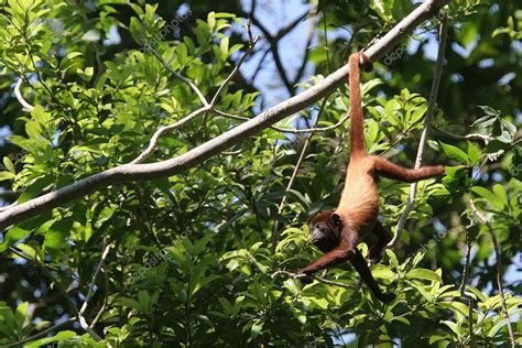 Rainforest Monkeys Hanging