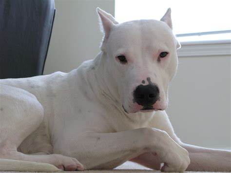 Things You Need To Know Before Adopting A Dogo Argentino Dog