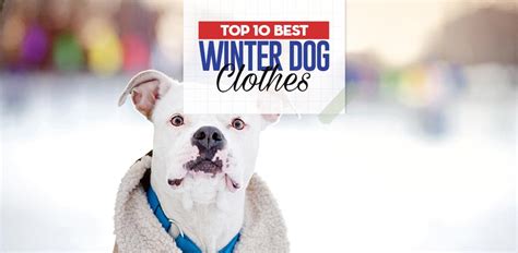 Top 10 Best Winter Dog Clothes in 2017 (for medium and small dogs)