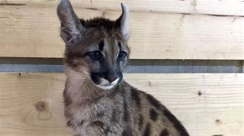 An odd-looking cat living in an apartment in Germany turns out to be a puma cub.