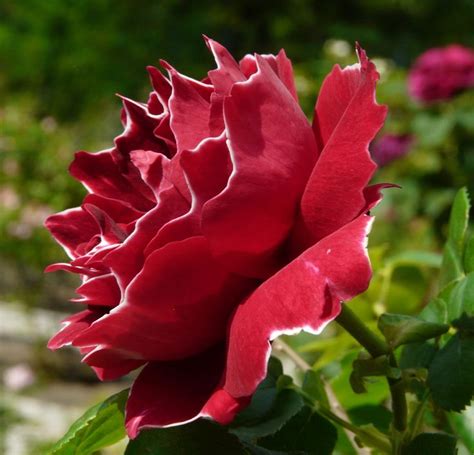 Baron Girod De L Ain Hybrid Perpetual Rose 1897 Fragrant Roses Rose