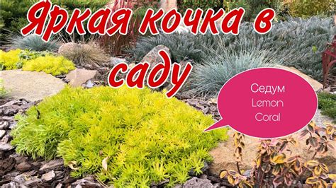Седум LEMON Coral/Яркая кочка в саду.Однолетник,который может удивить# ...