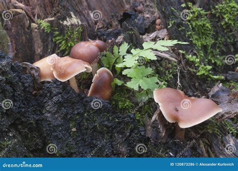 Gymnopus Ocior Mushroom Stock Photo Image Of Collybia 120873286