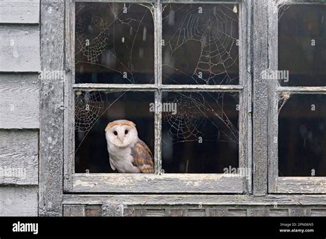 Common Barn Owl Tyto Alba Adult Sitting With Cobwebs On Barn Window