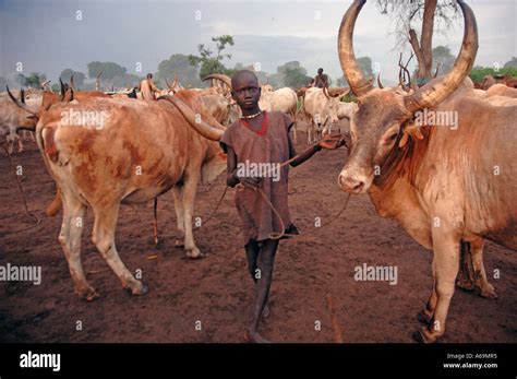 The Semi Nomadic Dinka Tribe At The Cattle Camp Rumbek South Sudan