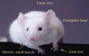 Difference between Rats and Mice