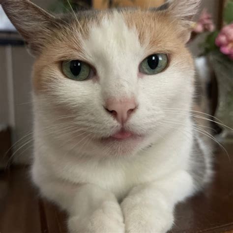 Stream Troy Listen To FUCK YEAH Playlist Online For Free On SoundCloud