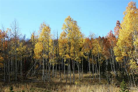 Birch Trees Fall Colors Photograph by Michael Peak - Pixels