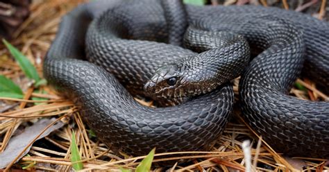 Black Pine Snake (Pituophis melanoleucus lodingi) | U.S. Fish & Wildlife Service